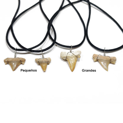 Shark Tooth Pendant