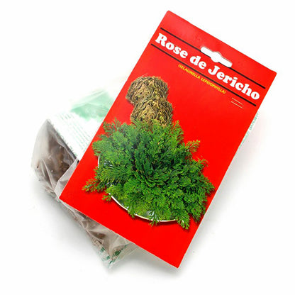 Rose of Jericho