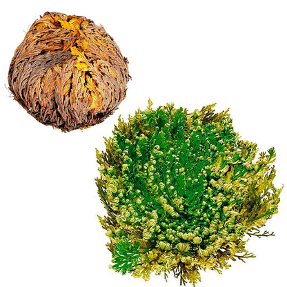 Rose of Jericho